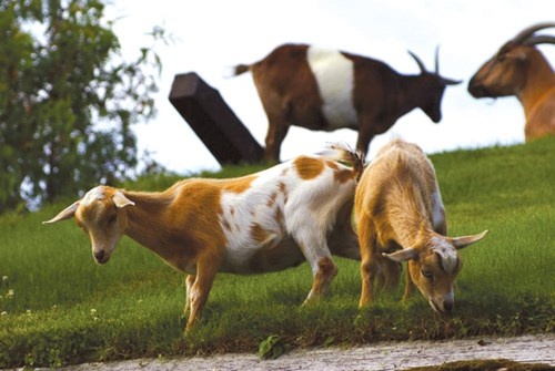 Dê trên mái nhà ở Vancouver Island