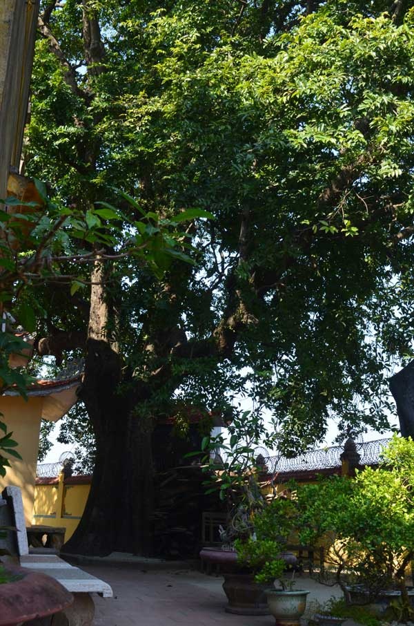 Cây thị nghìn tuổi che bóng mát cho ngôi chùa cổ