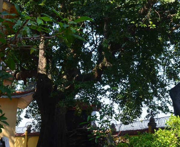 Ngam cay thi nghin tuoi hinh anh