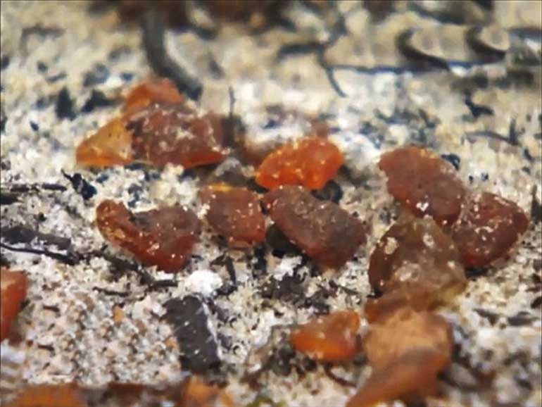 Kaliningrad thuộc khu vực biển Baltic nằm về phía Tây nước Nga, là nơi tập trung 90% hổ phách trên thế giới...