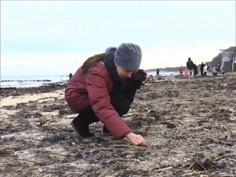Một người dân cho biết, chịu khó tìm và gặp may mắn thì sẽ nhặt được miếng hổ phách tương đối lớn....