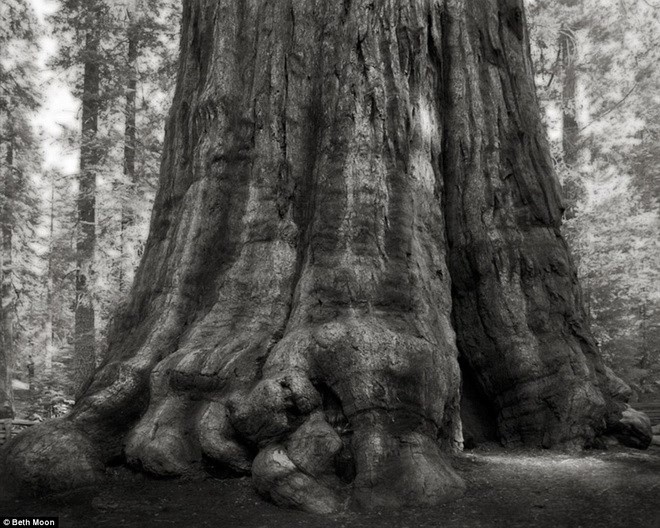 7 / 8 Cây khổng lồ này ở Vườn Quốc gia Sequoia, California, Mỹ.