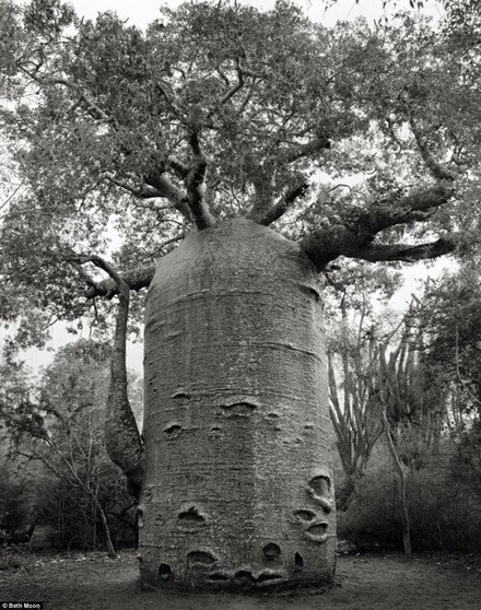 Một cây Baobab ở gần bờ biển phía tây của Madagascar.