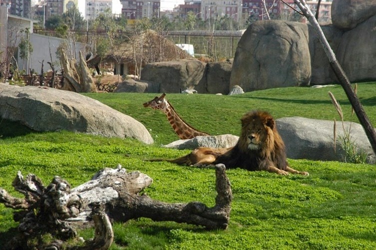Không giống như các vườn thú khác, các loài động vật trong Bioparc Valencia được tự do cùng nhau dạo chơi trong công viên, không hề có chuồng nhốt riêng loài này với loài khác.