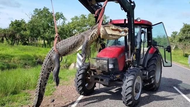 Con cá sấu bị bắn hạ. (Nguồn: Parks Australia)