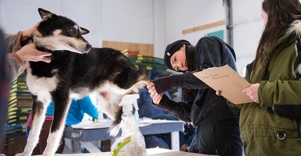 Các chú chó được kiểm tra sức khỏe trước khi tham gia thi. Mỗi đội thi bắt đầu hành trình với 14 chú chó kéo, trên đường đi, thường xe có một số chú chó không chạy theo kịp do bị thương hoặc bị ốm. Các đội cần đảm bảo ít nhất còn 6 chú chó kéo xe. 