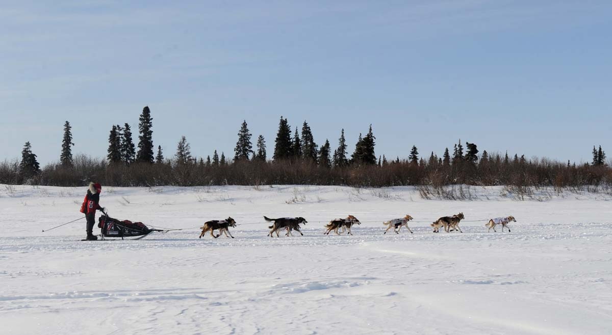 Năm nay, việc dọn đường trước đua vô cùng khó khăn. Đau đầu nhất là băng tuyết bị hất ngược, rồi lại rơi xuống, ngổn ngang trên đường, cản trở đường chạy của các chú chó kéo xe. Ông John Mitchell – người từ nhiều năm nay phụ trách đội dọn đường cho cuộc đua – cho biết, ông bố trí viêc dọn đường bằng cách phủ một lớp lót và giữ nó cho đến gần ngày thi. Ông giải thích, việc làm này chỉ có thể giải quyết vấn đề ở mức độ cơ bản, vì băng tuyết thay đổi từng ngày, thậm chí từng giờ. Đến ngày thi, xe máy dọn đường sẽ chạy ngay trước các tuyển thủ, đảm bảo sớm phát hiện các chướng ngại vật bất ngờ như cây đổ, vũng nước mới lở,…