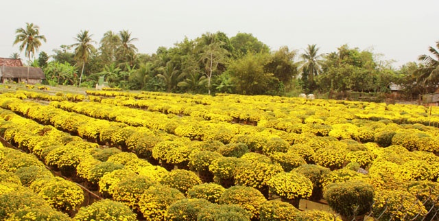 Ruc ro sac xuan lang hoa Tan Quy Dong hinh anh