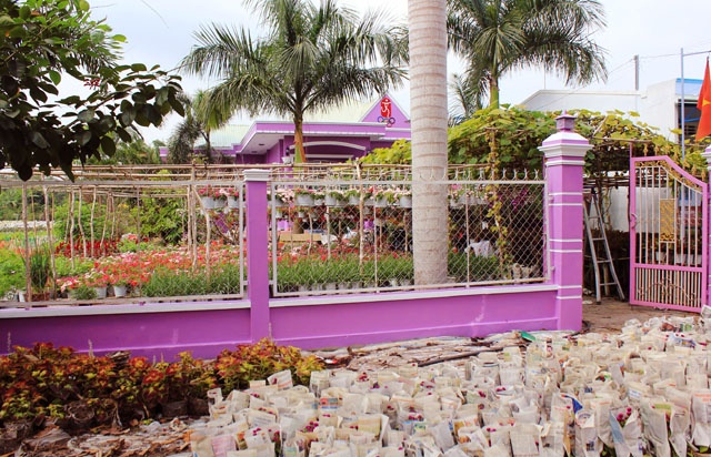 Những người nông dân luôn bận rộn, len lỏi vào giữa rừng hoa, chăm sóc, bón đất, tưới nước, bó hoa trước khi vận chuyển đi các nơi phục vụ Tết Nguyên Đán.