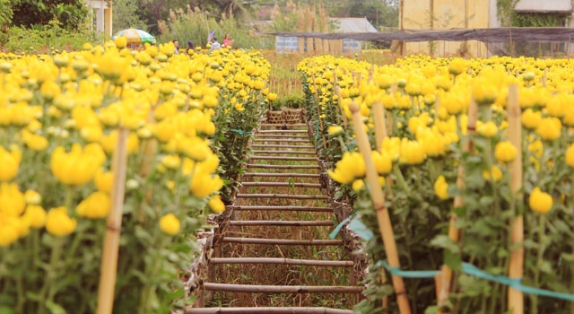 Về thăm làng hoa thời điểm cận Tết, khoảng ngày 15 cho đến 22 âm lịch, bạn sẽ tận mắt thấy khung cảnh từng chậu hoa xếp thành từng hàng dài trên giàn tre, đủ chủng đủ màu sắc.