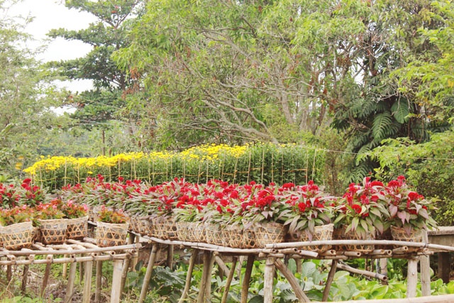 Chạy xe máy sâu vào những con đường nhựa nhỏ, bạn sẽ được chiêm ngưỡng vô vàn loại hoa. Người dân tận dụng cả vỉa hè để trưng hoa.