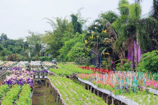 Từng ngôi nhà như được trang hoàng thêm bằng những cánh hoa lộng lẫy, khoe sắc trong gió xuân.