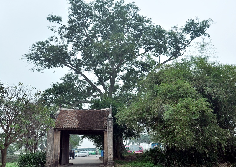 Cổng làng Đường Lâm với gốc đa hơn 300 tuổi.