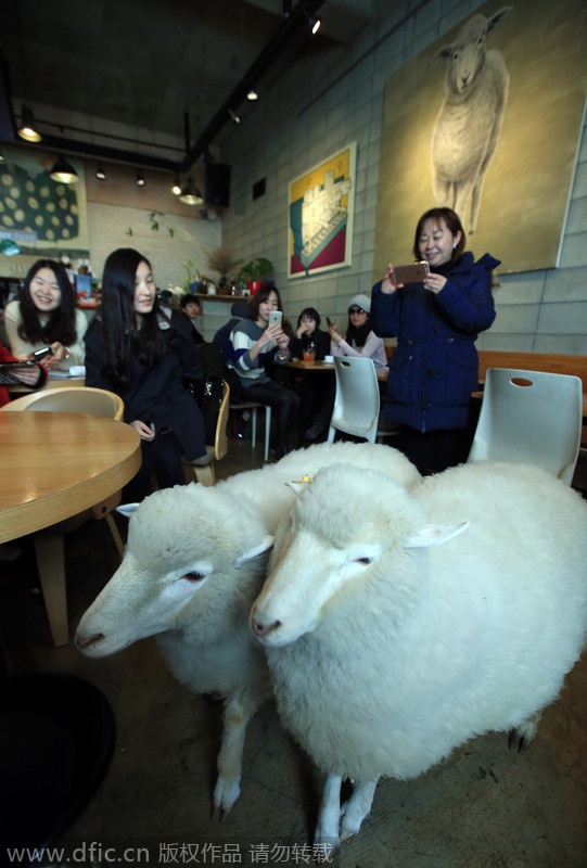 Các vị khách vừa nhâm nhi cà phê, vừa tán gẫu với bạn bè, vừa chơi với hai chú cừu đáng yêu.