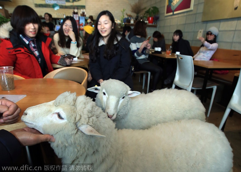 Sự xuất hiện của hai ‘thần tài cừu’ đã thu hút rất nhiều thực khách tới quán cà phê.