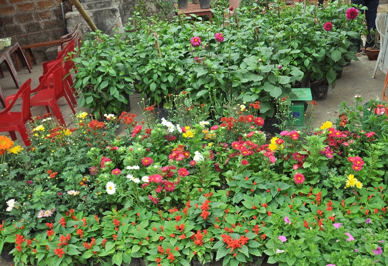 Sặc sỡ sắc hoa chuẩn bị cho những ngày Tết sắp đến.