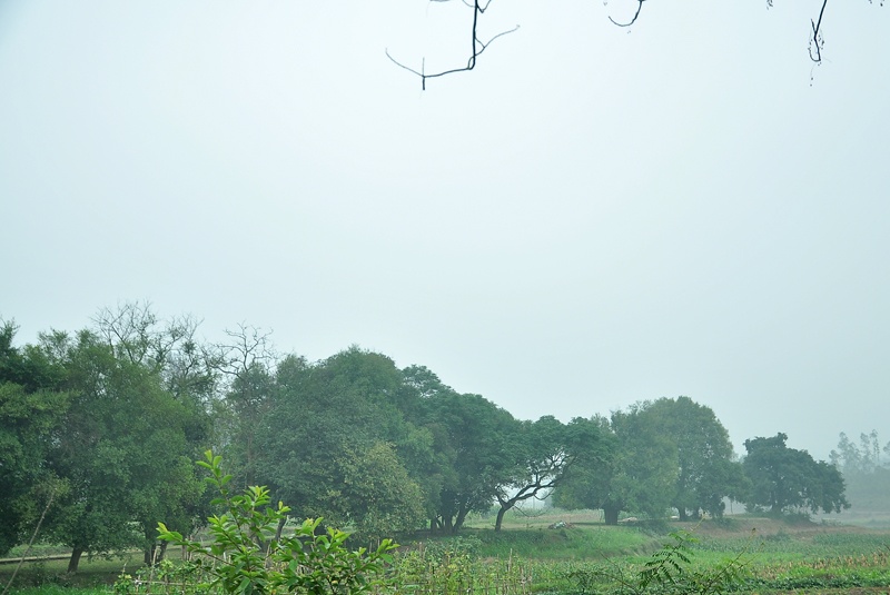 Rặng ruối ngàn tuổi mờ ảo trong làn sương, kèm theo mưa phùn lất phất.