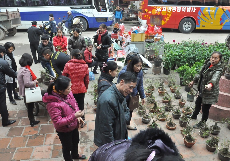 Khách du lịch hào hứng chọn những gốc mai trắng về chơi Tết.