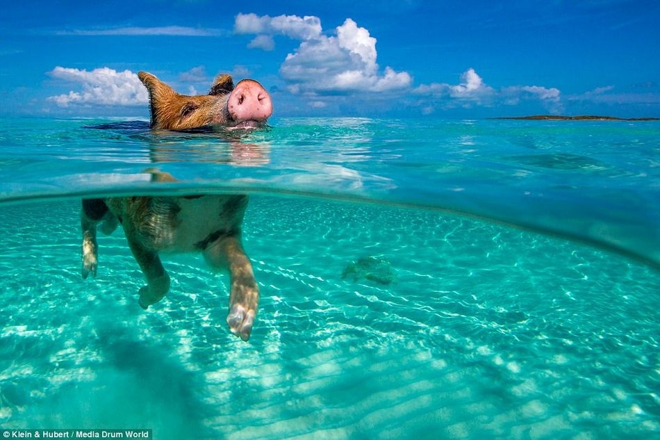 Vùng biển Caribbean gần quần đảo Bahamas có một đàn lợn rừng sinh sống.