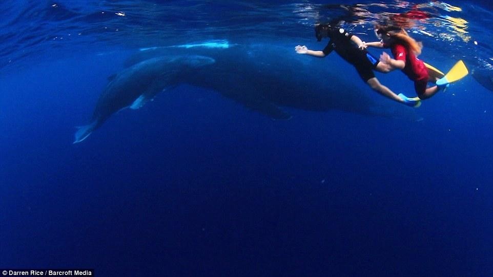 Đã từ nhiều năm nay, Darren và Nina Rice phụ trách quản lý khu vực biển của một resort, khu vực biển này thường xuyên có cá voi lui tới. 