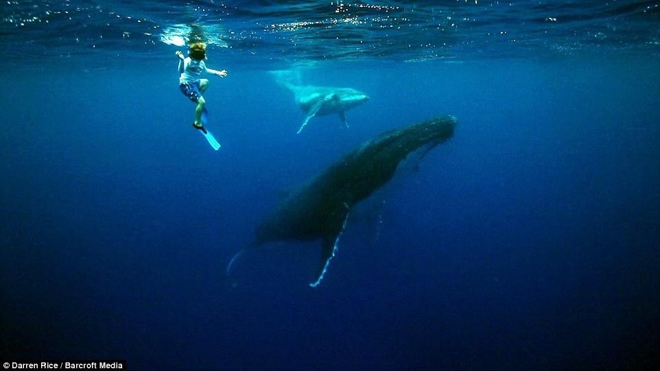 Ba đứa con của họ đều lớn lên trong môi trường nhiều cá voi này, thường xuyên chơi đùa với chúng ở độ sâu 500m dưới biển. Có những chú cá voi to lớn tới 40 tấn. 