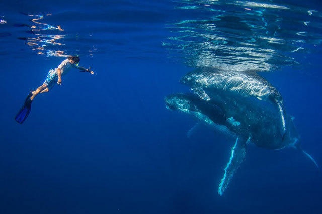 Darren cho rằng, việc để con cái bơi lội cùng cá voi là rất an toàn. 