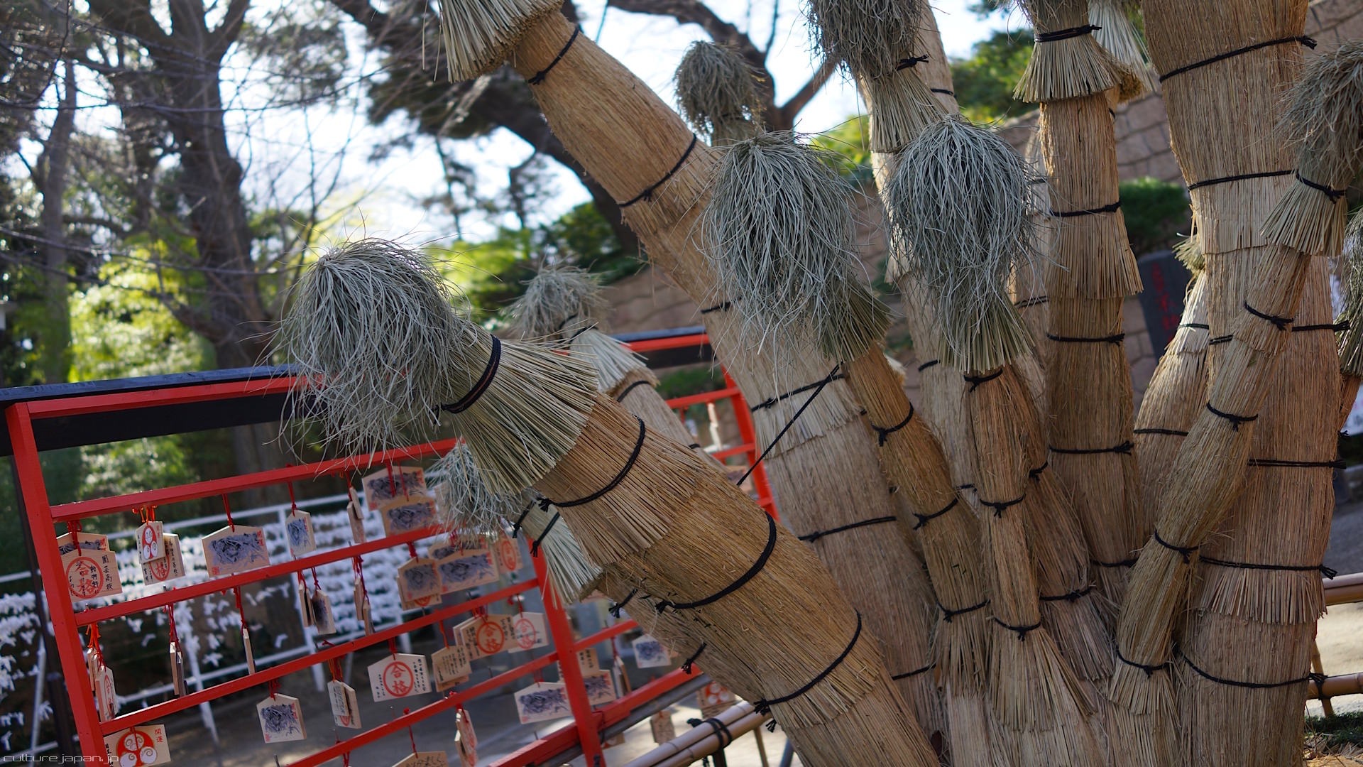 Vào mùa đông, rất nhiều cây trong chùa được bọc lại như thế này, để tránh cái lạnh tê tái nơi đây. 