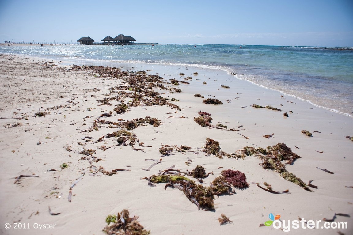 Thực tế: Bãi biển này bị bao phủ bởi quá nhiều rong biển.