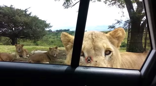 Su tu mo cua xe khach tham quan hinh anh