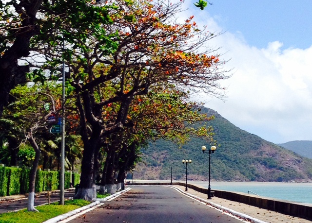 Thân rộng, dáng đẹp và cổ kính, cây bàng Côn Đảo được biết đến như một biểu tượng cho sự kiên cường của nhiều thế hệ cha anh đã ngã xuống ở hòn đảo anh hùng.