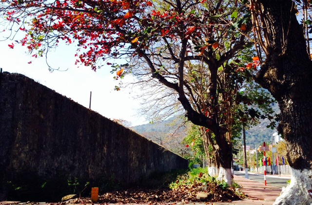 Dao Con Dao ngam la bang do ruc troi xuan hinh anh