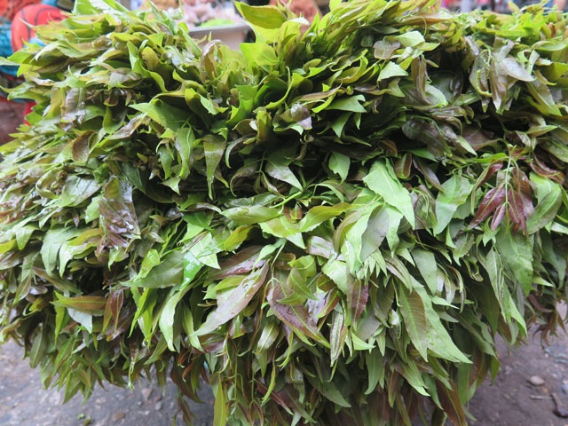 Lá sầu đâu.