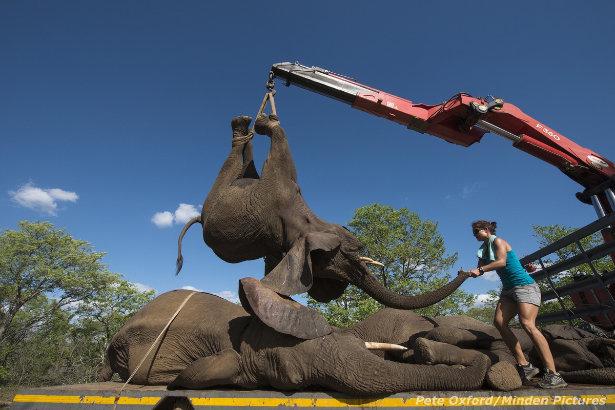 Chúng ta đều biết rằng loài voi đang gặp rắc rối. Hằng năm có khoảng 35000 con voi bị giết bởi bọn săn trộm để lấy ngà, bán cho một tầng lớp thượng lưu người Trung Quốc luôn coi ngà voi như một biểu tượng quyền lực.