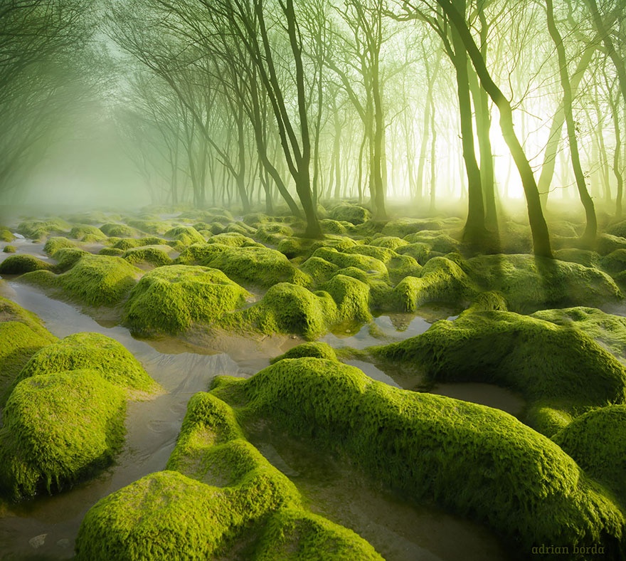 2. Đầm lầy rêu (The moss swamp), Romania.