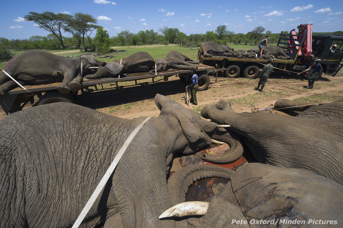Sau khi những chú voi đã được tiêm thuốc và ngủ say, các bác sỹ thú ý sẽ nhanh chóng chuyển chúng lên những chiếc xe tải lớn một cách an toàn, và vận chuyển chúng quay trở lại khu bảo tồn. Oxford cho biết loài voi hay loài tê giác đều đang bị đe dọa nghiêm trọng bởi nhu cầu săn bắt trái phép để lấy ngà ngày càng cao. 