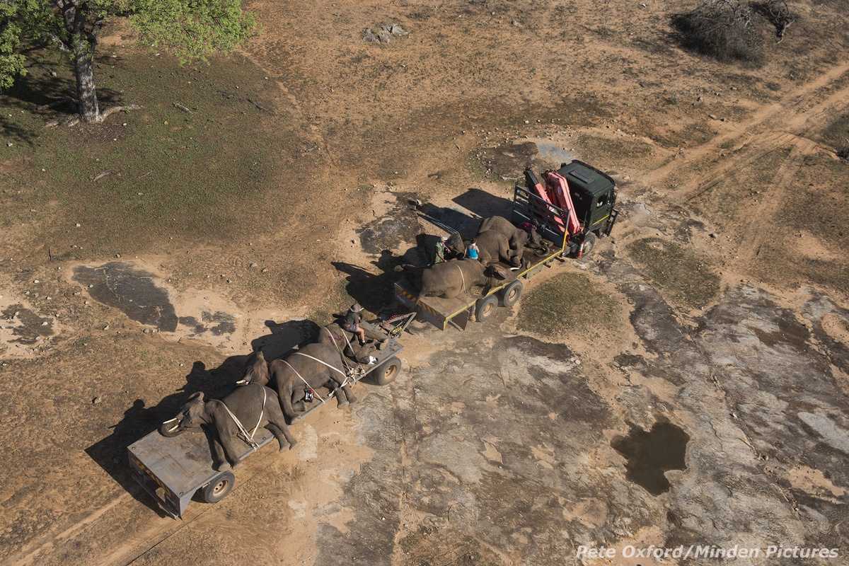 “Chúng tôi có mặt tại đây tại thời điểm này, và bị buộc phải dùng các biện pháp mạnh mẽ, chính là để bảo vệ sự an toàn cho loài voi, loài vật đã trở thành biểu tượng của Châu Phi. Có một sự thật đáng xấu hổ là chúng vẫn đang gặp nguy hiểm…”, Oxford nói.