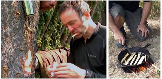 3.	Vỏ cây. Chúng được nghiền thành ruột bánh mì ở Phần Lan, bởi vậy vỏ cây là một lựa chọn tuyệt vời nếu bạn có lỡ bị lạc trong rừng. Cách tốt nhất để ăn vỏ cây là bạn lột sạch phần vỏ khô cứng ngoài cùng, thân cây sẽ lộ ra lớp thứ hai mềm mại hơn, luộc chúng lên và thưởng thức.