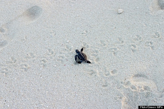  4. Là một quốc đảo, Australia sở hữu vô vàn bờ biển xanh trong với những đợt sóng lớn, là điểm đến yêu thích của những người yêu thích thể thao dưới nước: bơi, lặn biển, lướt sóng… 