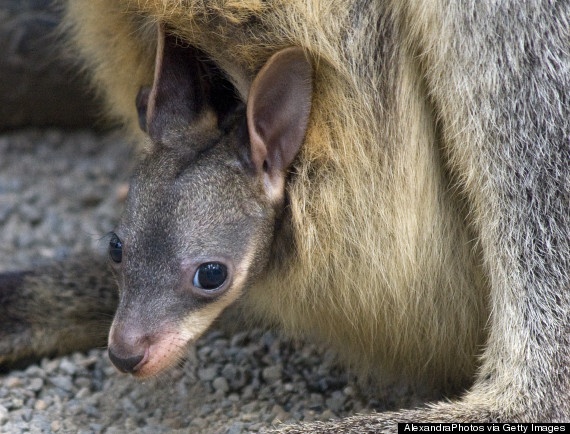 Ở Australia, chuột túi còn nhiều hơn người. Ảnh: Getty Image.
