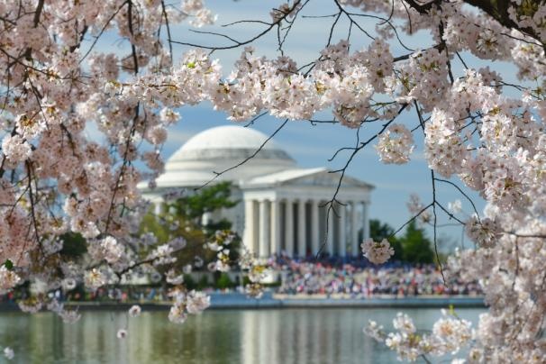 1. Lễ hội hoa anh đào quốc tế tại Washington DC, Mỹ. Festival nổi tiếng thế giới với hơn 3000 loại hoa được trưng bày, đi kèm với nhiều sự kiện và các triển lãm văn hóa.