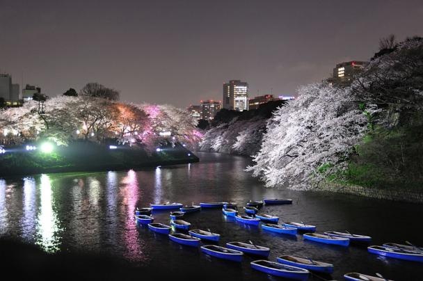 Nhiều người đến từ khắp Nhật Bản tới đây để thưởng thức hoa anh đào vào mùa xuân từ tháng 3 tới tháng 4. Bạn có thể thuê thuyền đi dọc con kênh để ngắm những bông hoa trắng như tuyết, với tường hào bằng đá của Imperial Palace dọc con kênh.