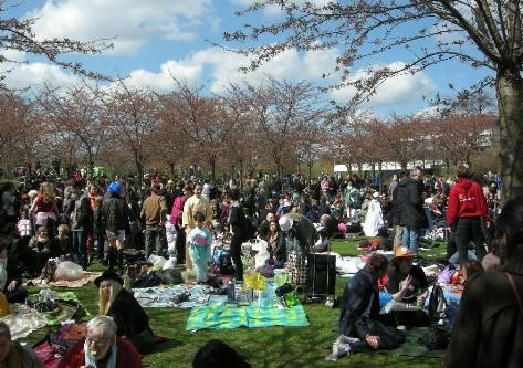 Lễ hội kéo dài trong 2 ngày diễn ra tại công viên Langelinie, công viên nổi tiếng với những bức tượng nàng tiên cá. Do những cây hoa anh đào còn nhỏ, nên những bông hoa sẽ đẹp hơn và nhiều hơn theo từng năm tại đây. Năm nay lễ hội sẽ diễn ra vào ngày 25 đến 26 tháng 4.