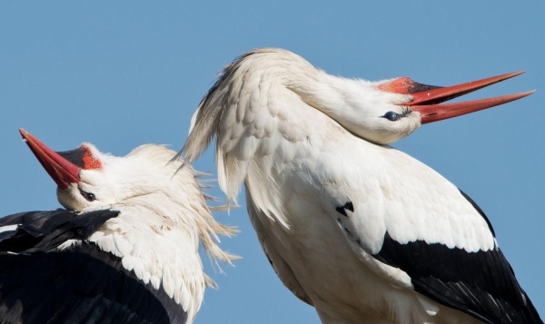 Những chú cò trở về sau mùa di cư tại  Biebesheim, miền trung nước Đức vào ngày 09/3.