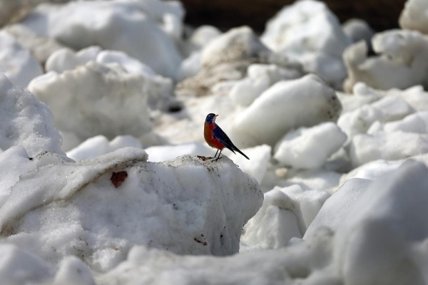 Chú chim lạc lõng giữa tuyết trắng tại Boston Common ngày 11/3.