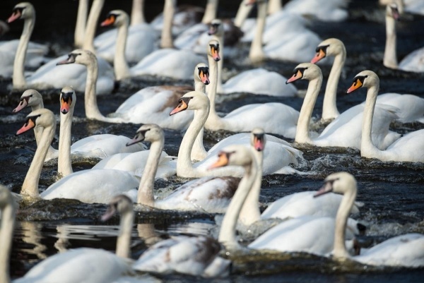 Thiên nga bơi trong hồ tạo bởi sông Alster, một nhánh của sông Elbe, Humburg, Đức ngày 17/3.