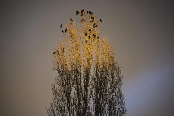 Đàn quạ đậu trên những ngọn cây đón hoàng hôn ở Nyiregyhaza, 226 km về phía đông của Budapest, Hungary ngày 3/3.