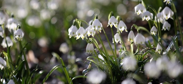 Hoa nở trong thung lũng Maerzenbechertal gần Emeringen, Đức ngày 18/3.