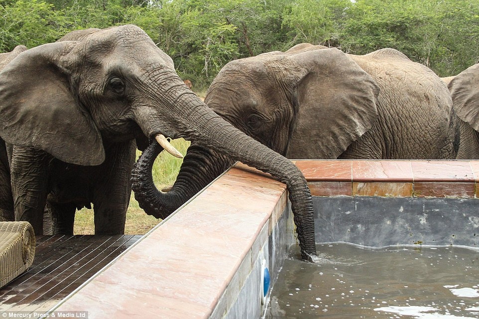 Voi hoang da vao khu du lich, uong nuoc be boi hinh anh