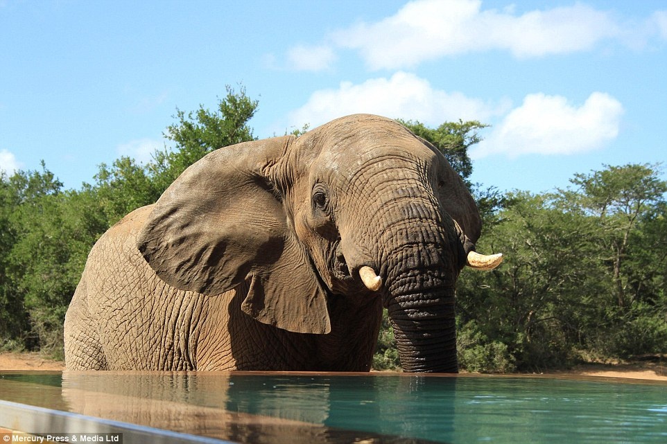 Lautenbach, 30 tuổi, người đã chụp những bức hình trên vào hôm 3 tháng 3, đã có kinh nghiệm hướng dẫn tại các khu nghỉ mát trong 8 năm qua. Ông cho biết đàn voi ban đầu lựa chọn một hố nước ở gần đó, nhưng chúng nhanh chóng chuyển sự chú ý sang các nhà nghỉ. 