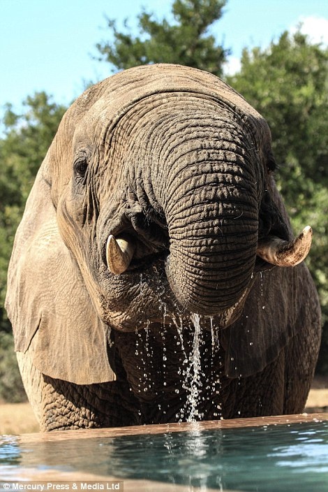 Lautenbach viết trên mạng trực tuyến, “sáng nay sau khi chơi game, ăn sáng cùng các khách hàng, tôi đã có một cuộc họp với các cán bộ kiểm lâm ở phía nam khu bảo tồn. Điều bất ngờ đã xảy ra khi tôi đang chuẩn bị đi và tôi đã may mắn quay lại để ghi lại được những hình ảnh này”.